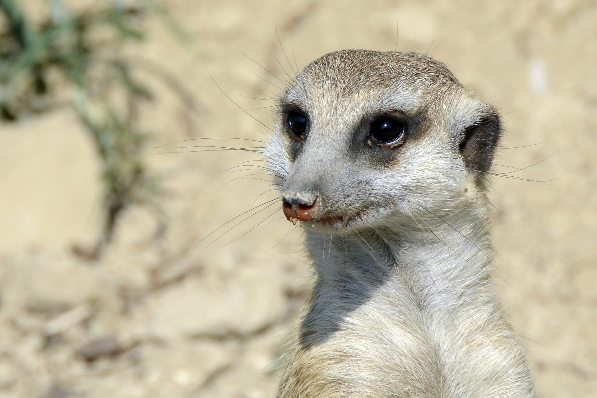 A meerkat looking alert