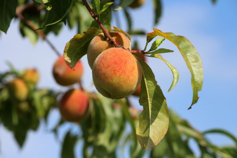 Peaches hanging on a tree branch
